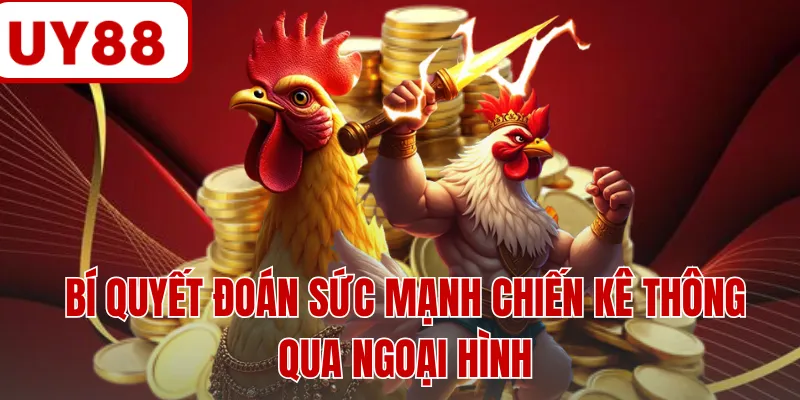 Bí quyết đoán sức mạnh chiến kê thông qua ngoại hình